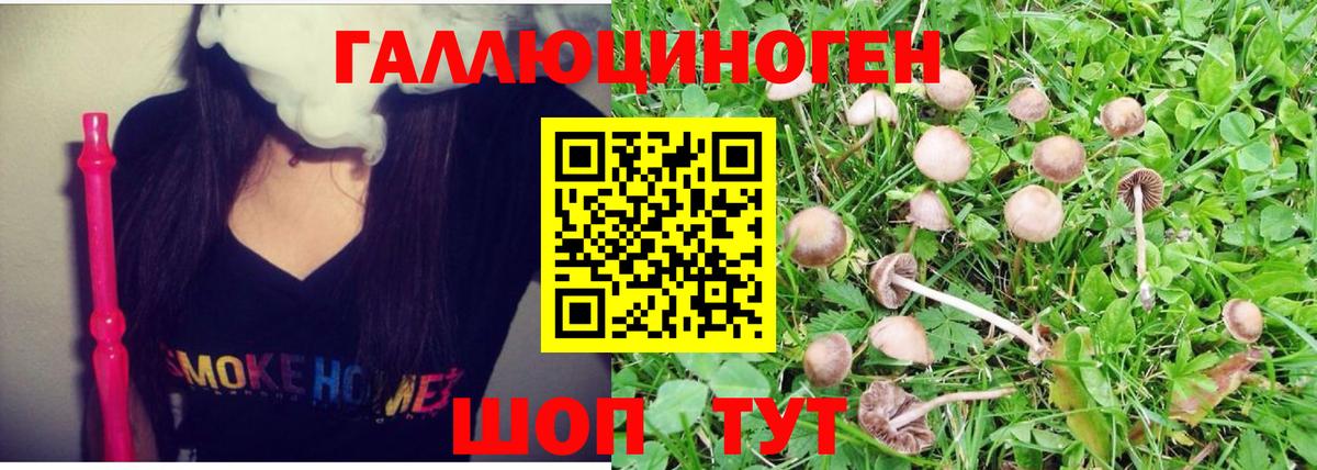 Псилоцибиновые грибы Psilocybe Белорецк